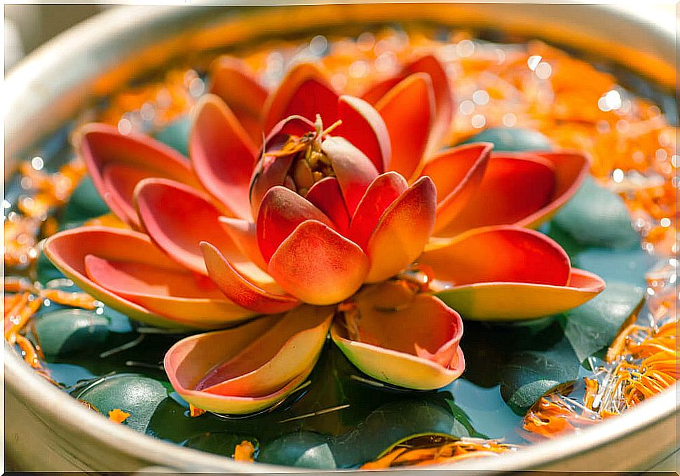 Lotus flower symbolizing Hindu proverbs