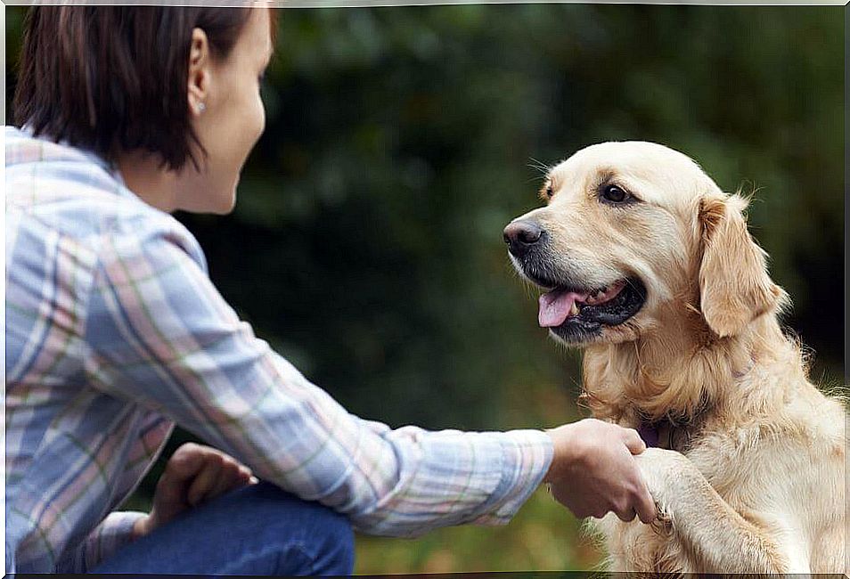 Do you know how dogs recognize our faces?