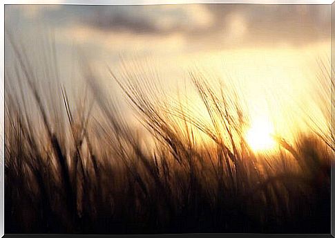 Wheat field