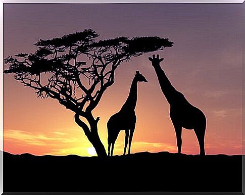 Giraffes in the savannah