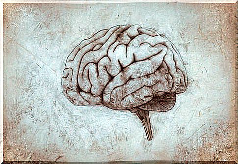 Drawn brain