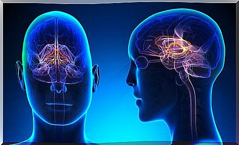 Brain with illuminated limbic system